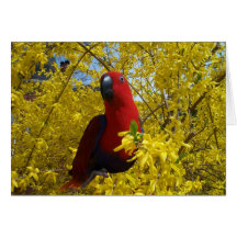 Eclectus no amarelo -- Grande Cartão