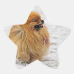 Edgrrrr #3 - Pomeranian Adesivo Em Forma De Estrela