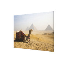 Egipto, o Cairo. Um camelo solitário olha através  Impressão Em Canvas