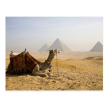 Egipto, o Cairo. Um camelo solitário olha através  Cartao Postal
