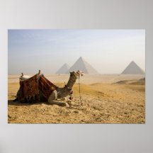 Egipto, o Cairo. Um camelo solitário olha através  Posters