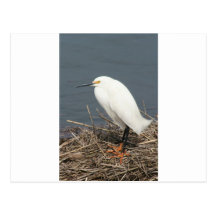 Egret de gado cartão postal