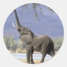 elefante adesivo