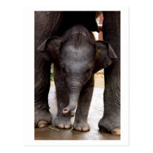 Elefante asiático do bebê cartao postal
