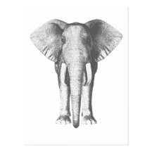 Elefante em preto e branco cartões postais