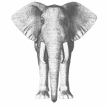 Elefante em preto e branco foto escultura
