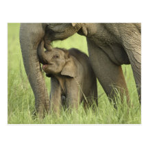 Elefante indiano/asiático e jovens um, Corbett 2 Cartão Postal