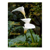 Elegância do lírio de Calla Cartao Postal
