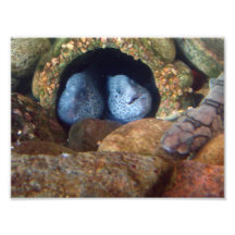 enguias de Moray 8x10 Foto Artes