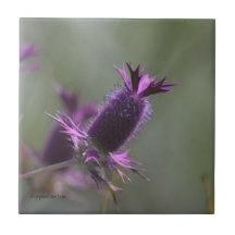 Eryngo Azulejo