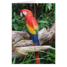 Escarlate cénico do Macaw Cartoes
