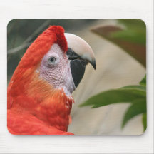 Escarlate da foto de Mackaw Mousepads