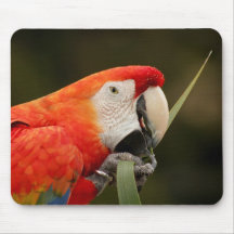 Escarlate do Macaw que joga com folha Mouse Pad