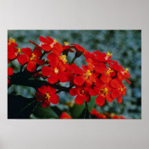 Escarlate vermelho das flores da pena de Fulgens d Posters