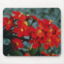 Escarlate vermelho das flores da pena de Fulgens d Mouse Pad