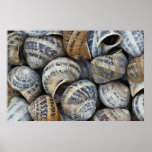 Escudos do caracol pôsteres