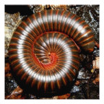 Espiral do milípede foto