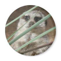 Espreitar de Meerkat ímãs
