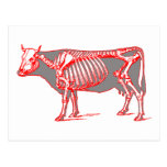 Esqueleto da vaca cartões postais