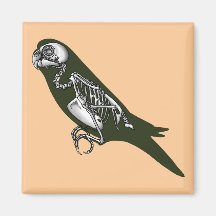 esqueleto do budgie ima