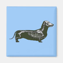 esqueleto do dachshund imas