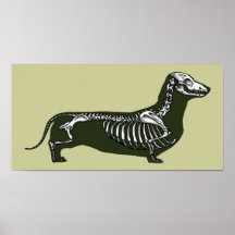 esqueleto do dachshund pôsteres