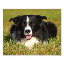 estado cão de chapéu Border Collie poster de fotog