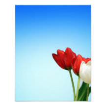 Estética branca vermelha do primavera das tulipas  foto