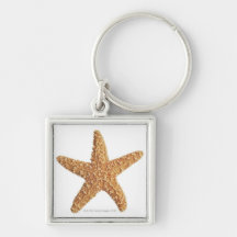 Estrela do mar isolada no branco chaveiro
