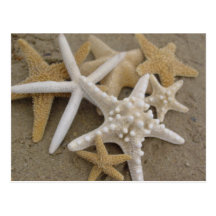 Estrelas de mar cartao postal