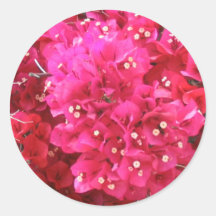Etiqueta da flor do Bougainvillea Adesivos Redondos