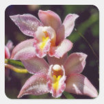 Etiqueta da orquídea do Cymbidium Adesivos
