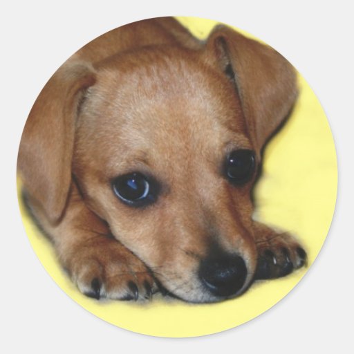 Etiqueta de Chiweenie Adesivo