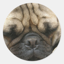 Etiqueta do Pug do sono Adesivo
