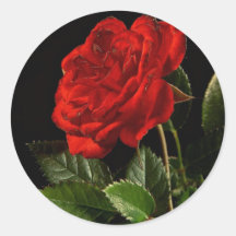 Etiqueta: Uma beleza de um rosa Adesivo Em Formato Redondo