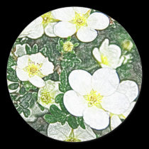 Etiquetas brancas do potentilla autocolantes