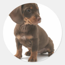 Etiquetas do filhote de cachorro do Dachshund Adesivo Em Formato Redondo