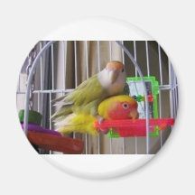 Eu tweet U, lovebirds, pássaros, animais de estima