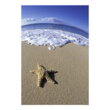 EUA, Havaí, Maui, praia de Makena, estrela do mar  Arte De Fotos
