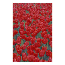 EUA, Ohio, Cincinnati. Cama de tulipas vermelhas Foto Arte