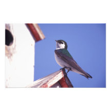 EUA, Oregon. Andorinha Violeta-Verde Tachycineta Foto