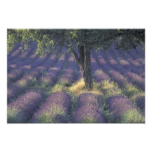 Europa, France, Provence, Sault, lavanda Foto