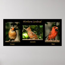 Família cardinal do norte pôsteres