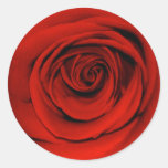 Feche acima da rosa vermelha adesivo