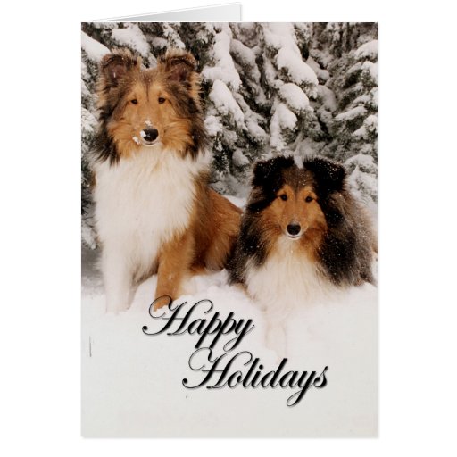 Feriado Shelties Cartões