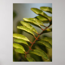 Ferndew Poster