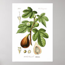 Ficus Carica (figo) Posteres