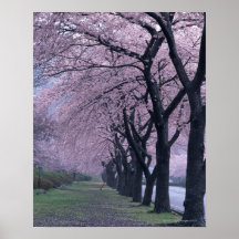 Fileira de árvores do cherryblossom impressão