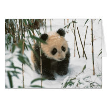 Filhote da panda na neve, Wolong, Sichuan, China 2 Cartoes