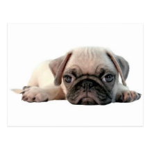 filhote de cachorro adorável do pug cartoes postais